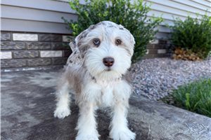 Cudi - Miniature Schnauzer for sale