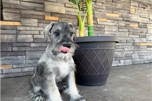 Cirrus - Schnauzer, Miniature for sale