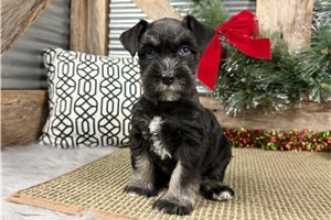 Dylan - puppy for sale