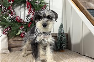 Larissa - Schnauzer, Miniature for sale