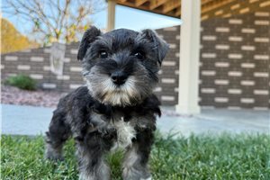 Marie - Schnauzer, Miniature for sale
