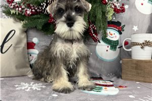 Milly - Schnauzer, Miniature for sale