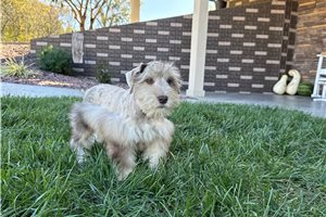 Amigo - Miniature Schnauzer for sale