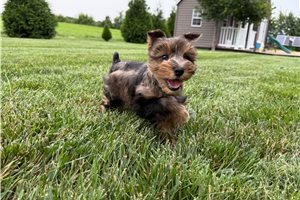 Jemima - Schnauzer, Miniature for sale