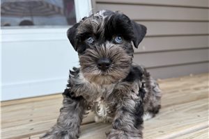 Prescott - puppy for sale