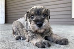 Kenji - puppy for sale