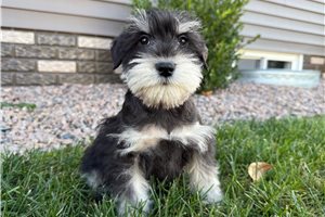 Lars - Schnauzer, Miniature for sale