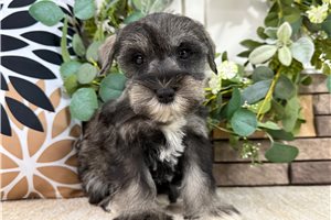 Cisko - Schnauzer, Miniature for sale