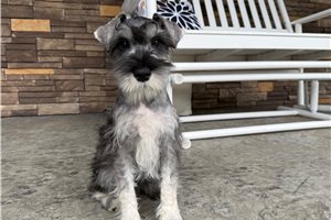 Chuck - Schnauzer, Miniature for sale