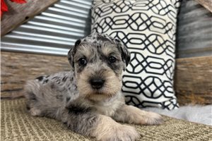 Larosa - puppy for sale