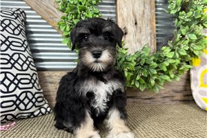 Hazel - Schnauzer, Miniature for sale