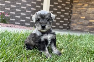 Alvin - Schnauzer, Miniature for sale