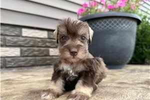 Armani - puppy for sale
