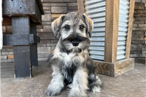 Celine - Schnauzer, Miniature for sale