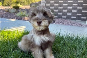 Ames - Miniature Schnauzer for sale