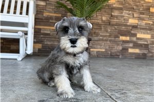Nash - Schnauzer, Miniature for sale