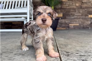 Killian - Schnauzer, Miniature for sale