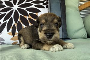 Nico - puppy for sale