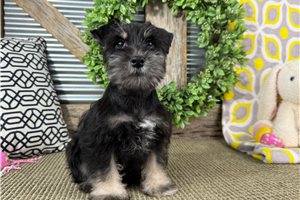 Gunner - Schnauzer, Miniature for sale