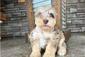 Presley - Schnauzer, Miniature for sale