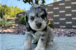 Cleopatra - puppy for sale