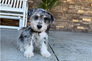 Cleopatra - Miniature Schnauzer for sale