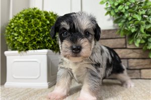 Kaleb - puppy for sale