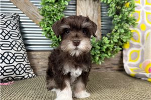 Hayden - Schnauzer, Miniature for sale