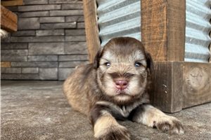 Ames - Schnauzer, Miniature for sale