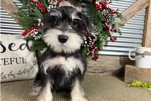 Gavin - Schnauzer, Miniature for sale