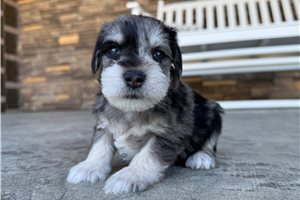 Jensen - Schnauzer, Miniature for sale