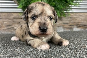 Kaya - puppy for sale