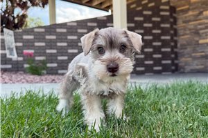 Monty - Schnauzer, Miniature for sale