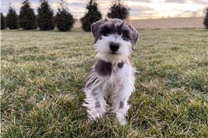 Elmer - Schnauzer, Miniature for sale