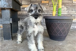 Chuck - Schnauzer, Miniature for sale