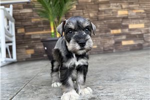 North - Schnauzer, Miniature for sale