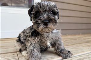 Patricia - Schnauzer, Miniature for sale