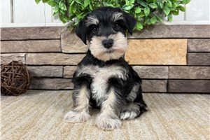 Giselle - Schnauzer, Miniature for sale