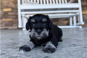 Josiah - puppy for sale