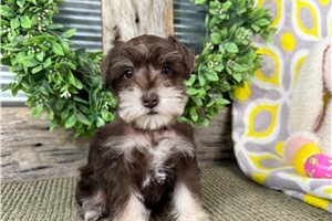 Heidi - Schnauzer, Miniature for sale