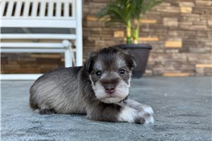 Hector - Miniature Schnauzer for sale