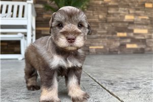 Ames - Schnauzer, Miniature for sale