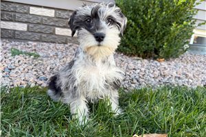 Lara - Schnauzer, Miniature for sale