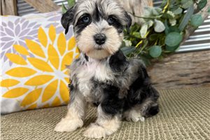 Gianna - Schnauzer, Miniature for sale