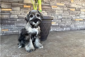 Celine - Schnauzer, Miniature for sale