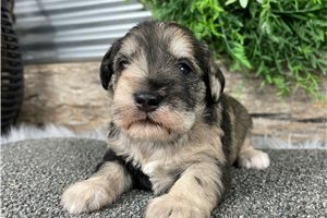 Kilo - puppy for sale