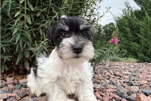 Felix | Puppies For Sale at Pawrade