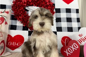 Ivan - Schnauzer, Miniature for sale
