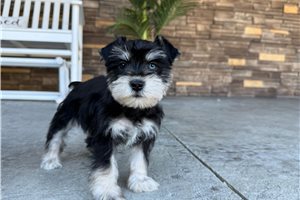 Clover - Miniature Schnauzer for sale
