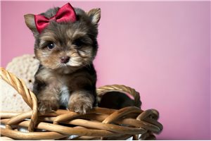 Leila - Yorkshire Terrier - Yorkie for sale